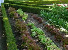 Comment semer et planter vos salades