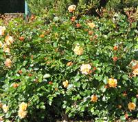 Rosier Orange 'Calizia'