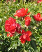 Rosier Rouge semi double 'Kadora'