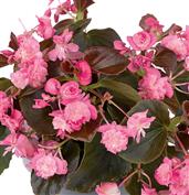 Bégonia double 'Doublet rose'