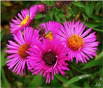 Aster d'été