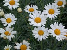 Anthemis blanc