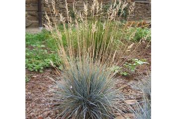 Fétuque bleue 'glauca'